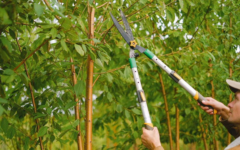 Tree trimming in Speedwell, TN